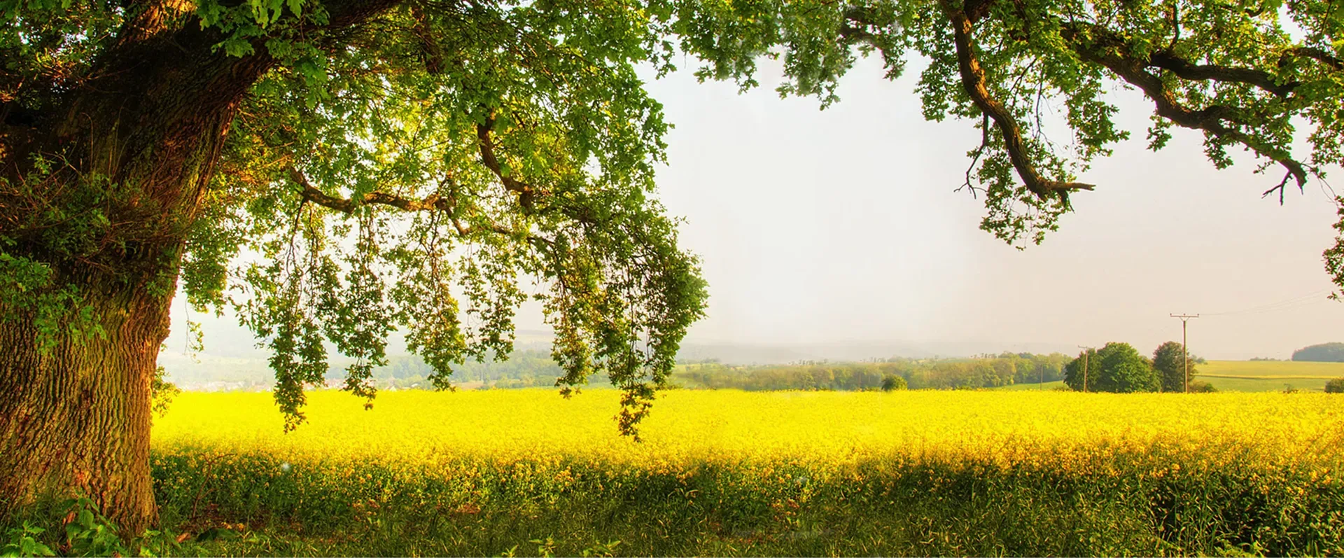 A tree in the foreground with yellow flowers and a farm in the background.