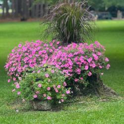 Flower bed with pink flowers on a green lawn